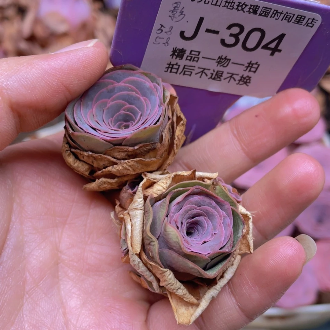 影***颖山地玫瑰J304满38包邮裸根发货