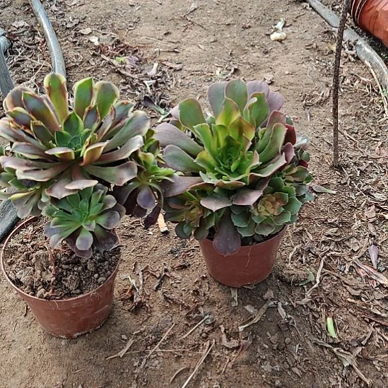 两颗法师加急发货