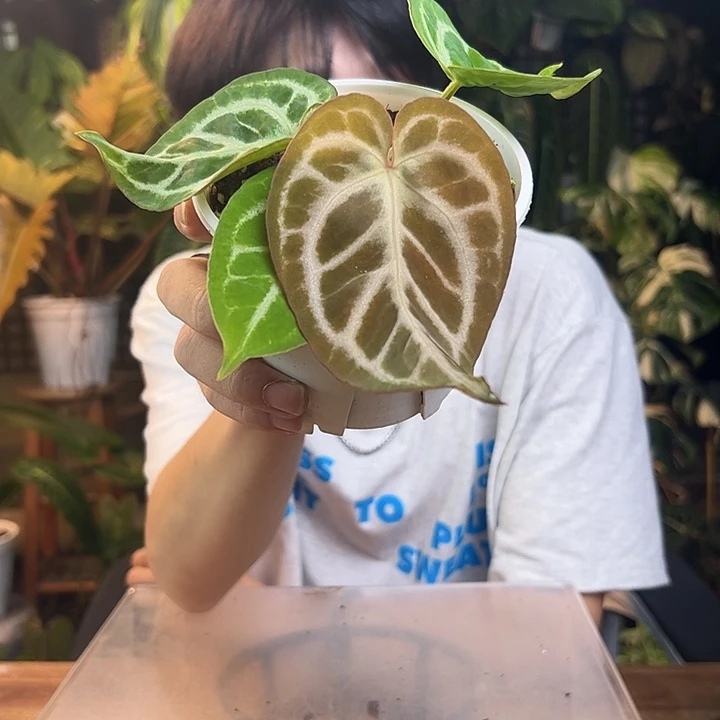 完全开放一物一拍银色面纱撕裂纹
