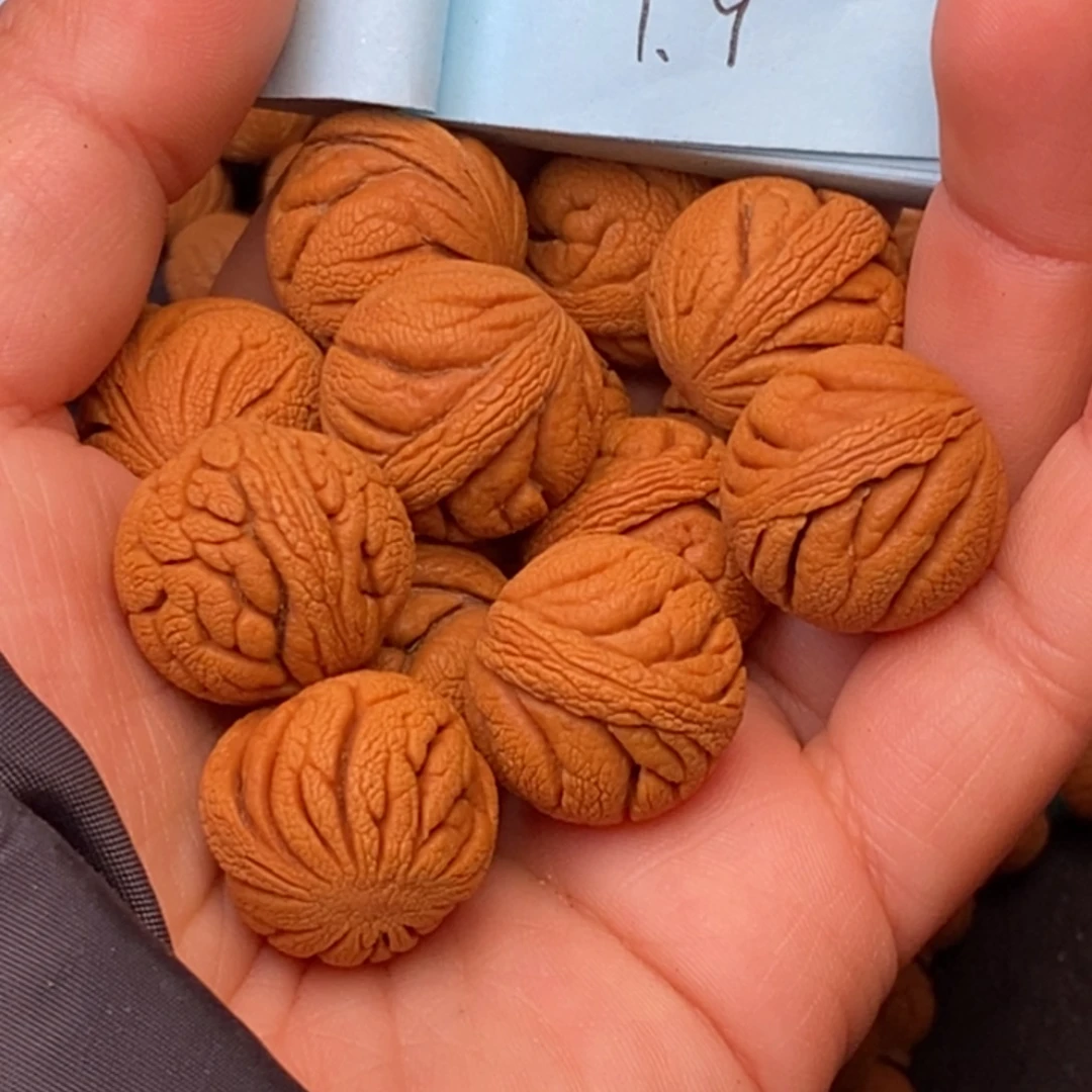 秦岭龙纹桃核14颗