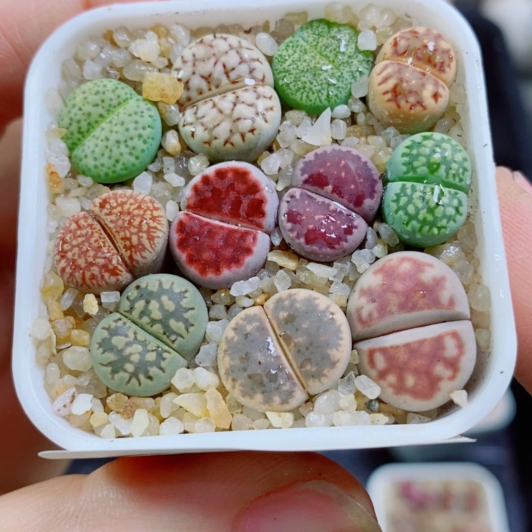 生石花花花花花花花花很好很好406