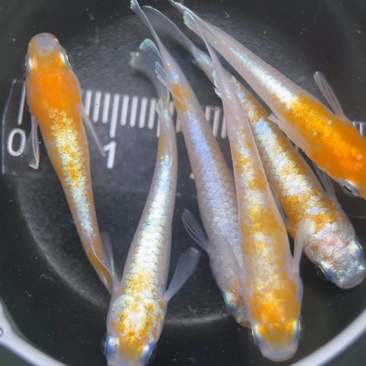 海水鱼红白赤壁42号