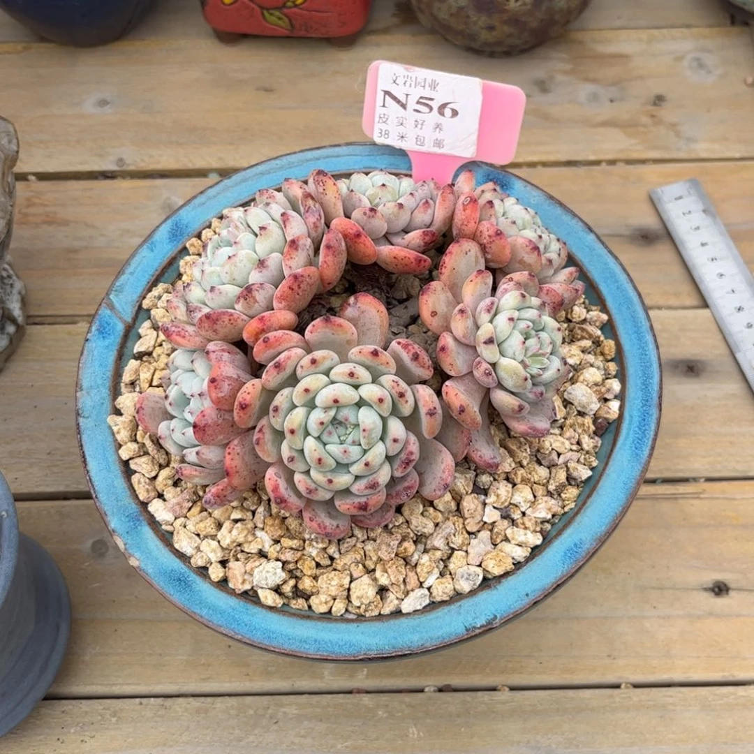 源**妈多肉植物111111月抓111111