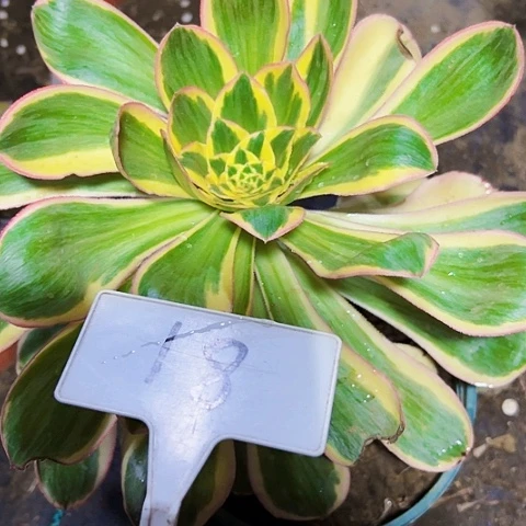 多肉植物艳紫法师