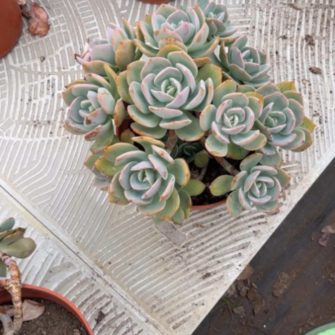 【闪购商品】?***°白凤