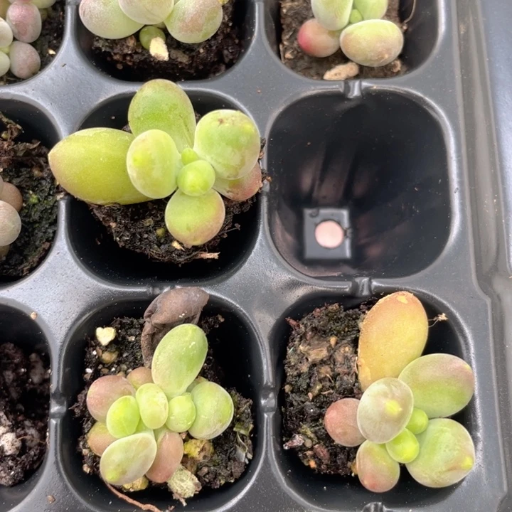 芒果奶满18包邮发3颗满18
