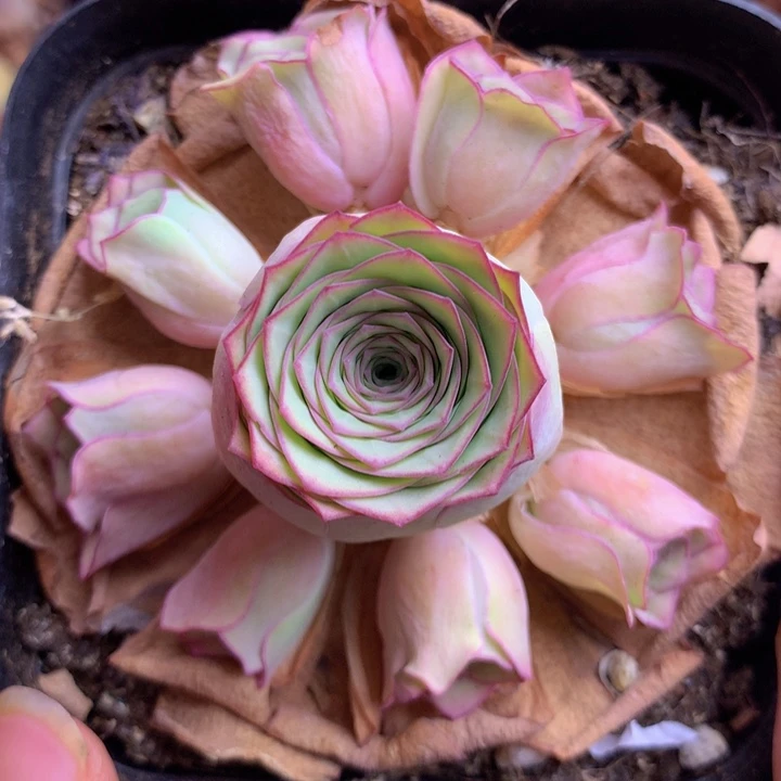 一物一拍星辰油画162