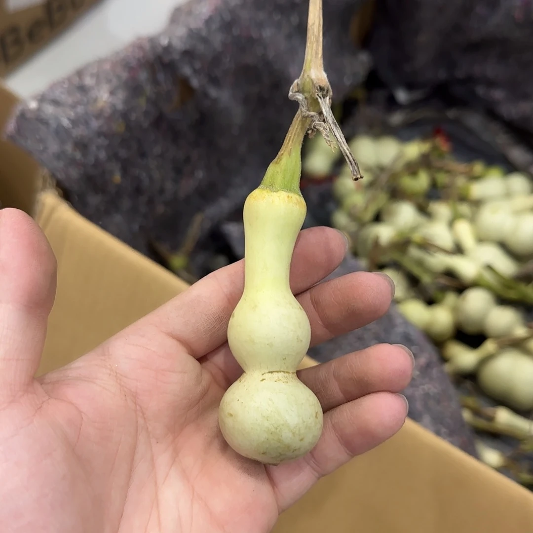 水***盒葫芦dndjdndndndndjd