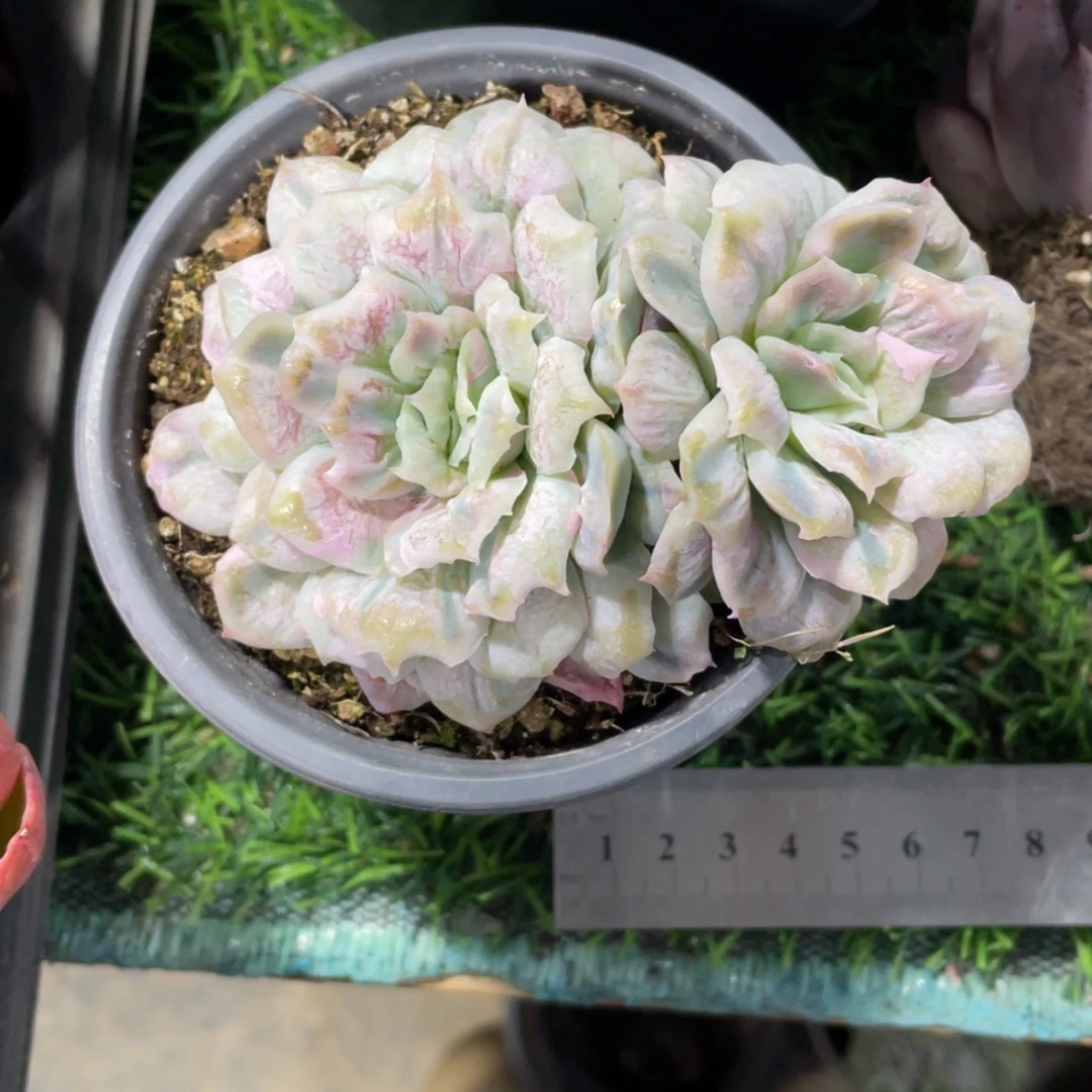 泡泡纱裙冠幅11 公分一物一拍