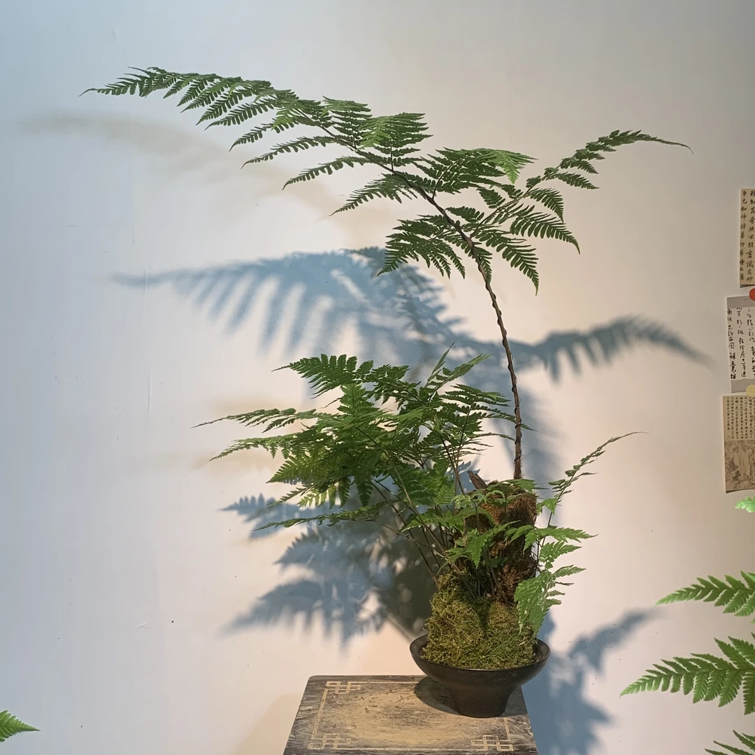 【直播一物一拍】室内新中式禅意虹鳞蕨苔藓球水培绿植耐阴茶室装饰