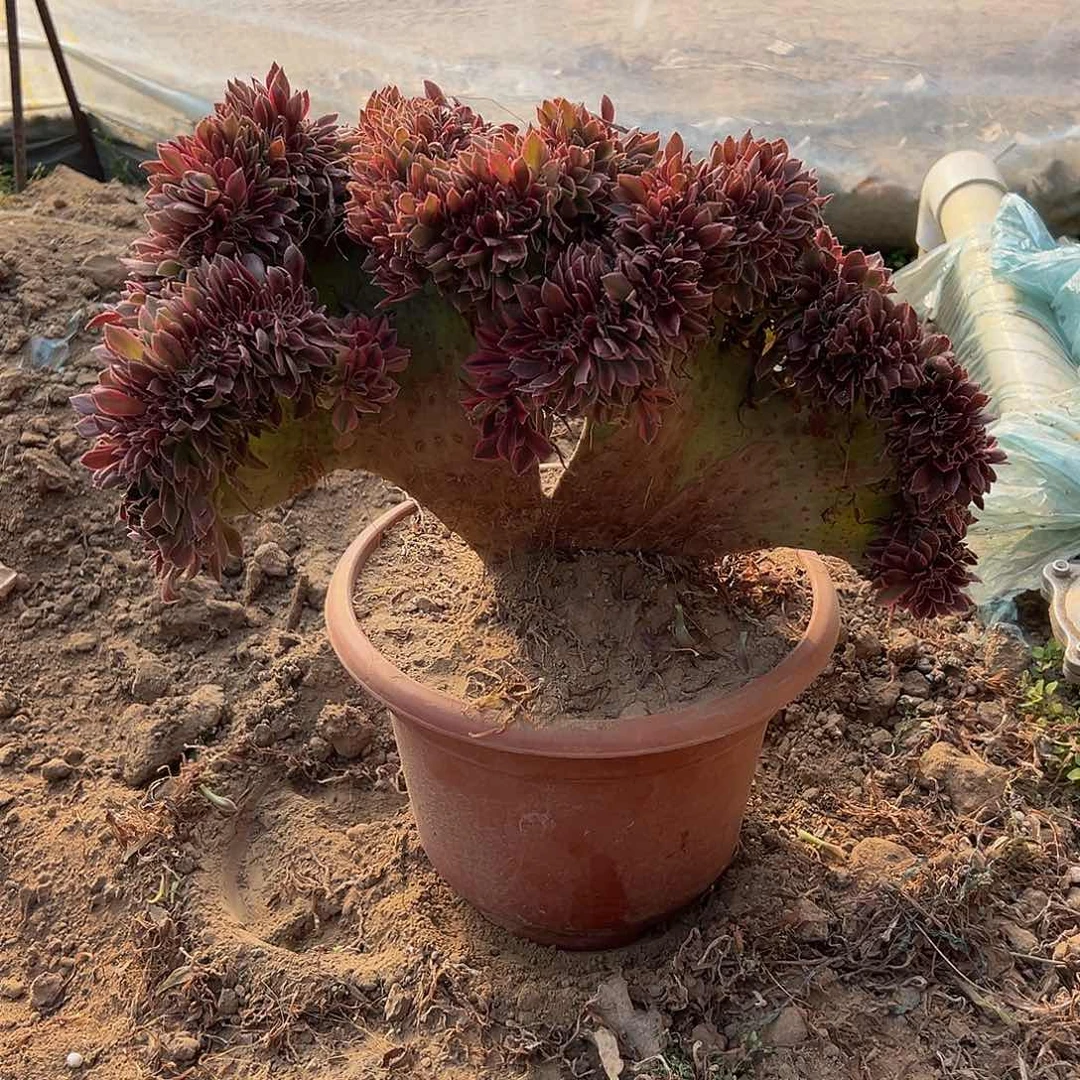 大*女神缀化脱土发货