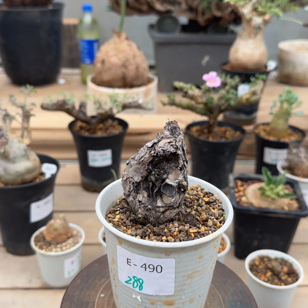 490枯木洋葵块根植物