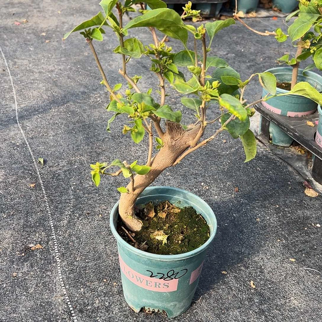 手***生完全开放绿叶五宝 粗霸 2280