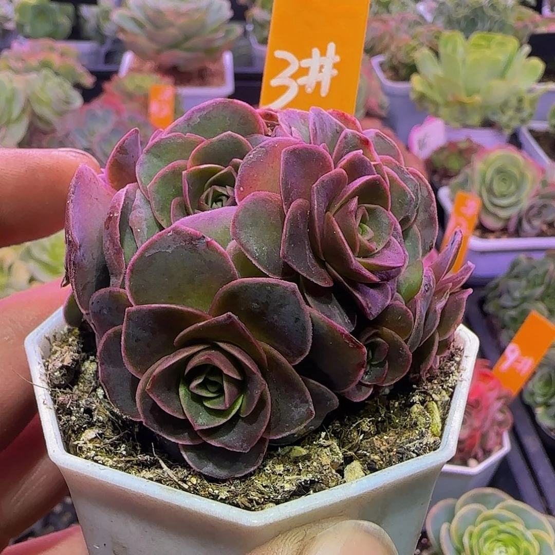 紫熏 非偏远包邮玻璃心慎拍