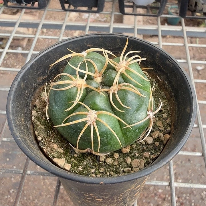 实生海王单头4仙人球