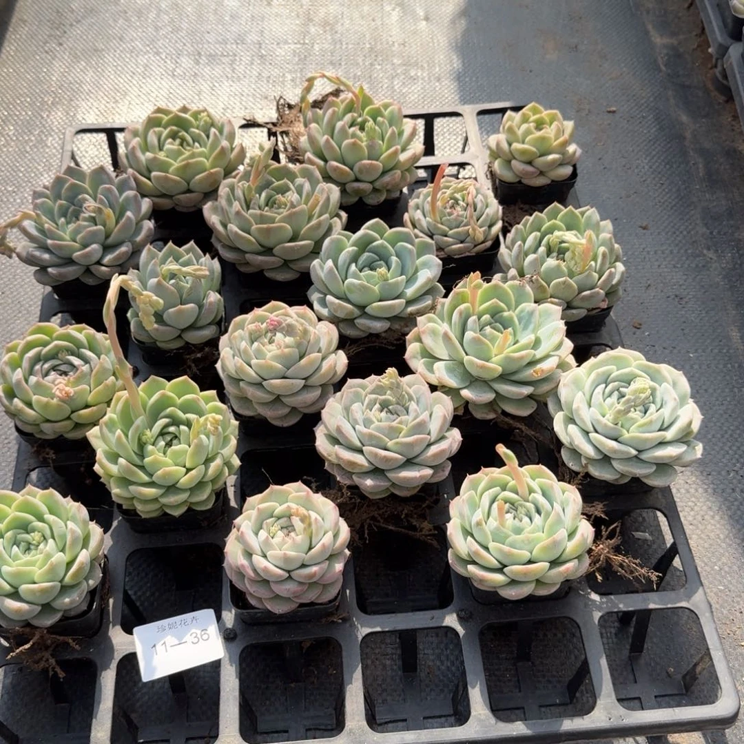 大绿菜18颗量拍11-36