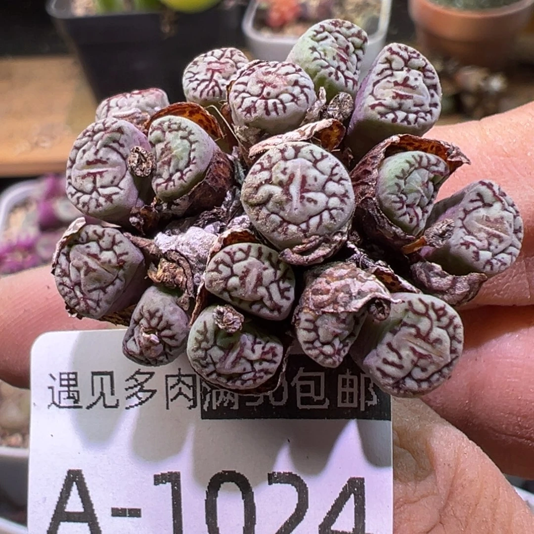 多肉植物111111111111