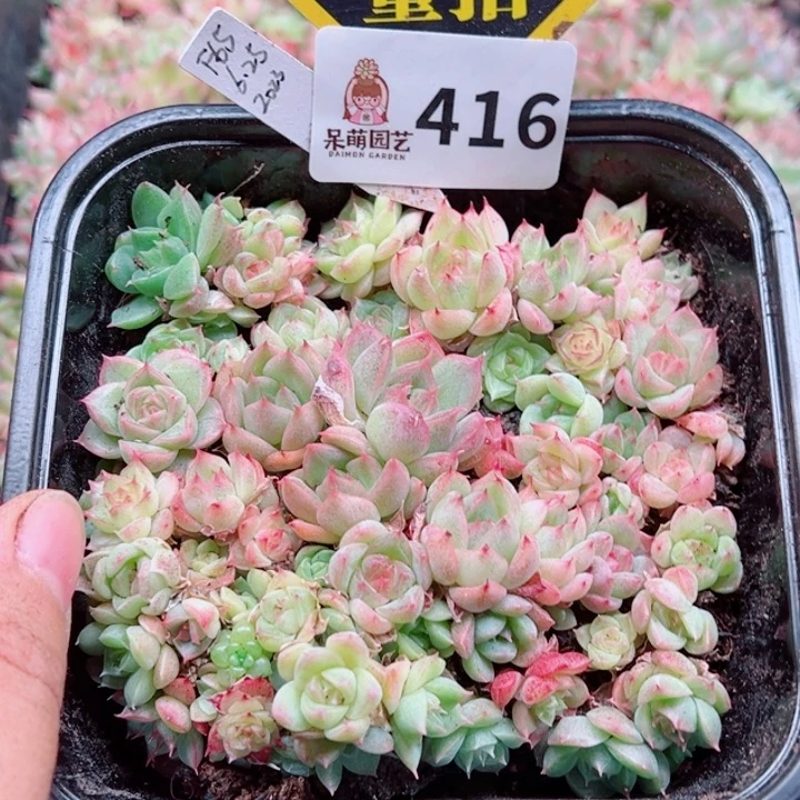 多肉植物多肉植物