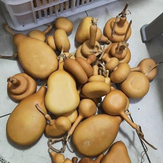 直播专用链接天然葫芦
