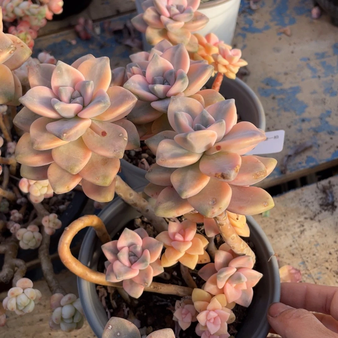 940.939美杏锦两颗一组多肉