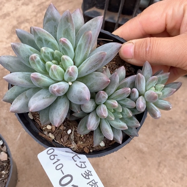 小七夕多肉美人01