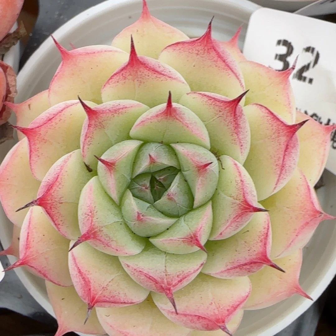 花语逸镜0208-32小魔仙