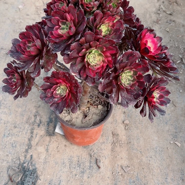 480烟花多肉植物