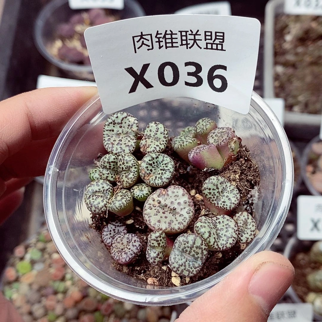 36呃呃呃呃呃呃呃呃呃呃呃呃呃