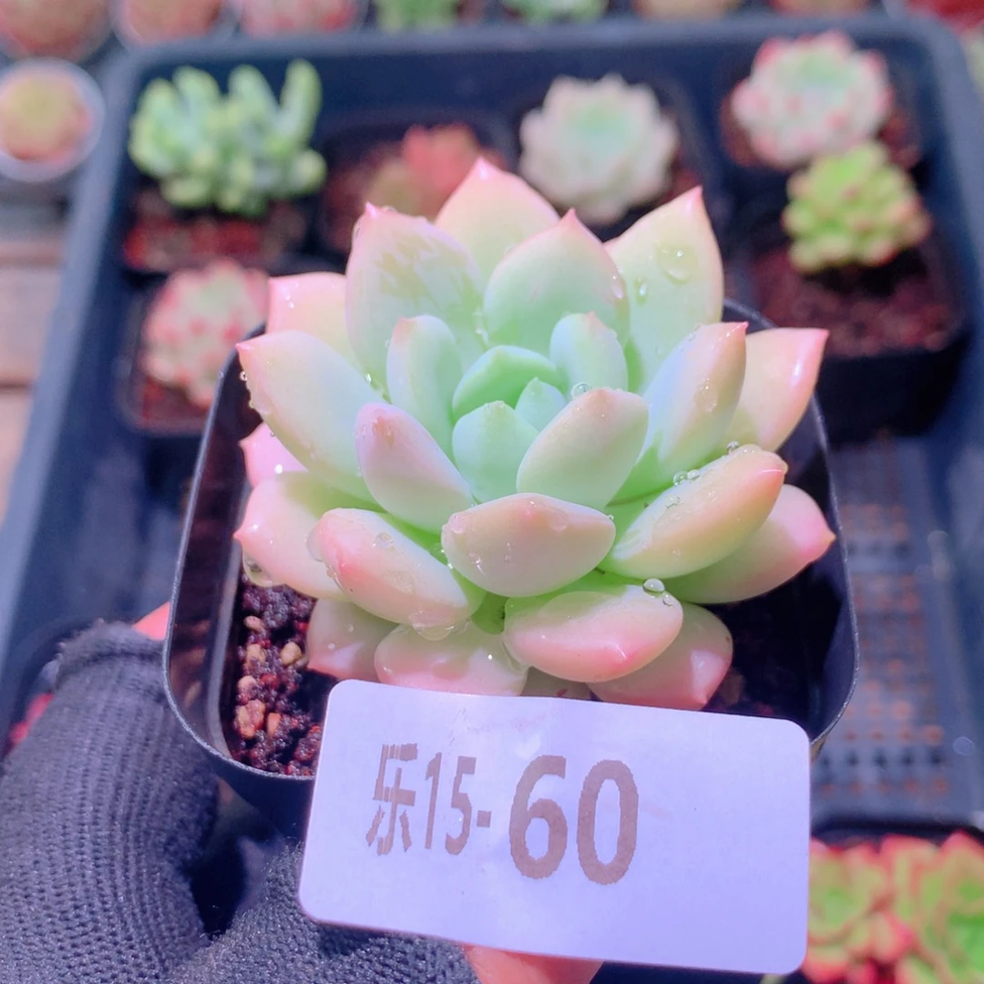 乐然15-60 白玉单头