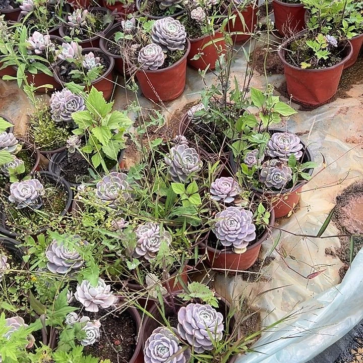 蓝色惊喜5个多肉植物实物