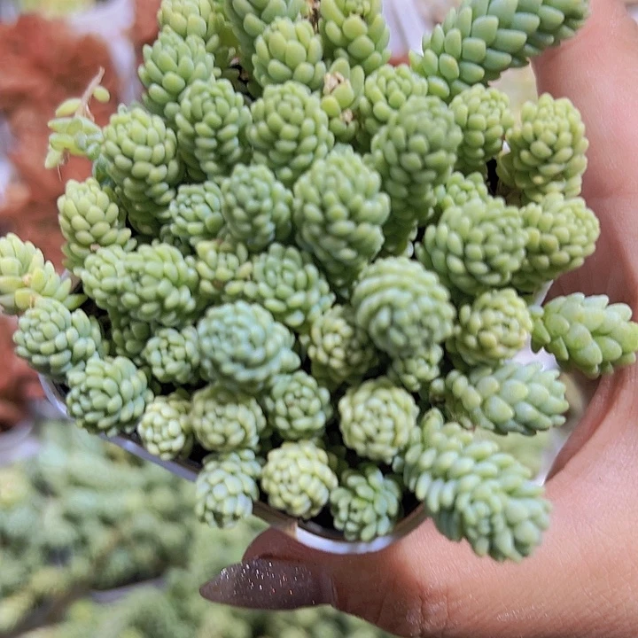 姬星美人19包邮多肉植物