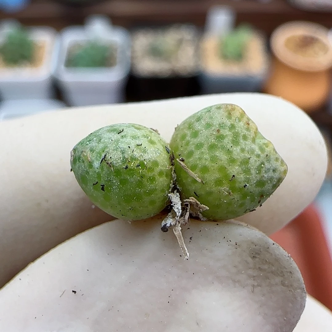 274斑马福利福利