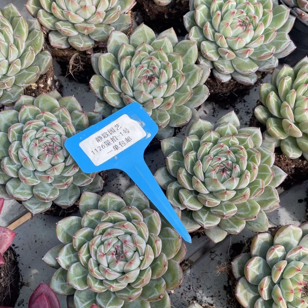 1126-1-精品全暗纹雪花珍妮单头一颗量拍