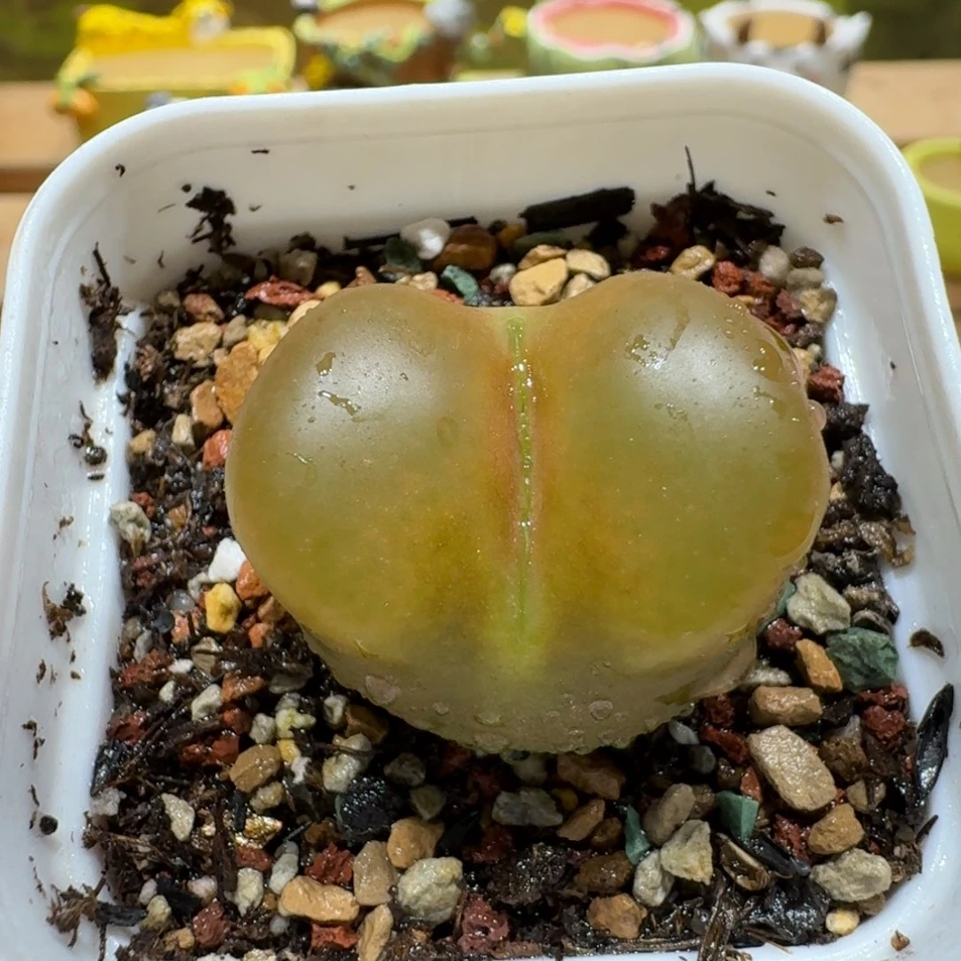 蘑菇1208蟠桃多肉植物
