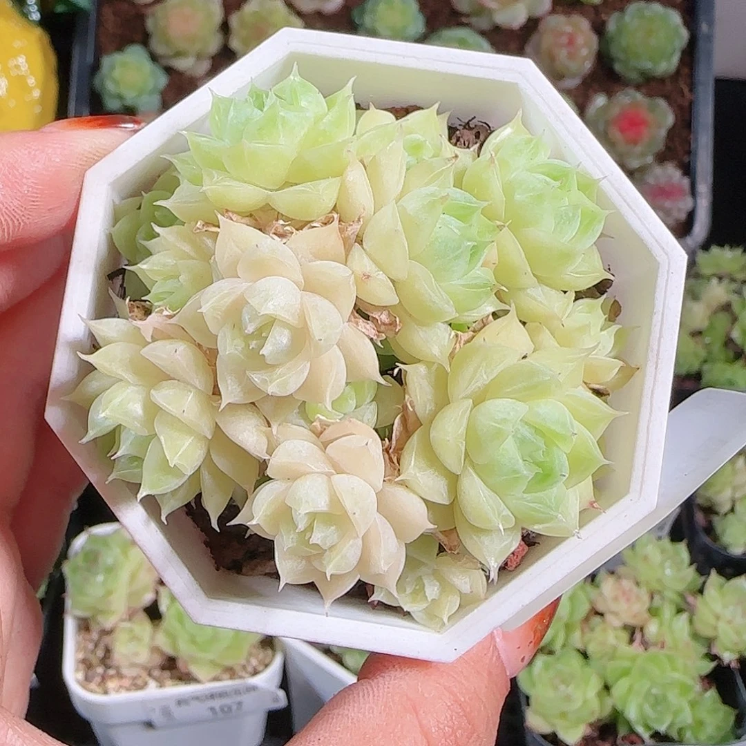 1011--112一物一拍