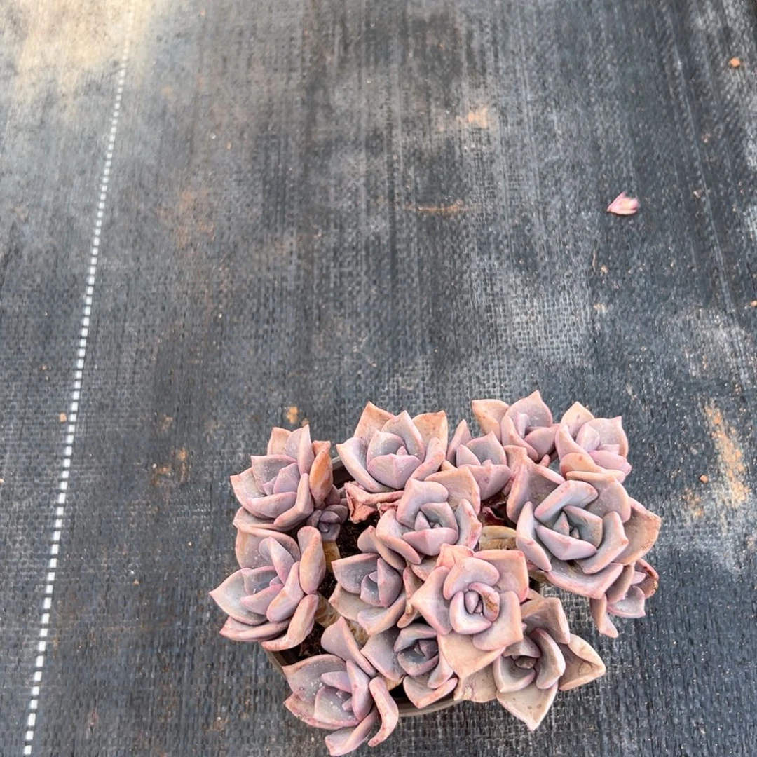 甲****弟闪购2多肉群生彩虹糖