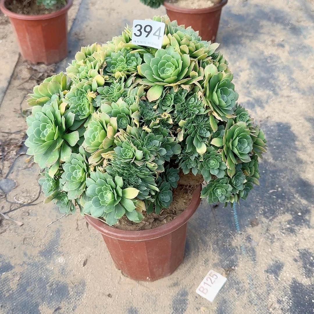 小****394绿朵朵一颗呀