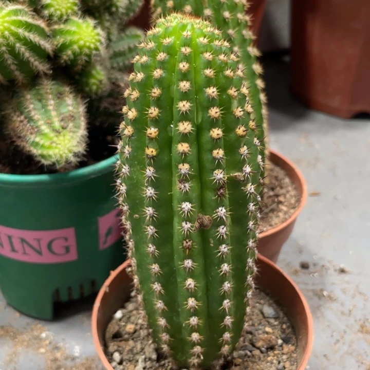 自根超级杏毛花住一杯