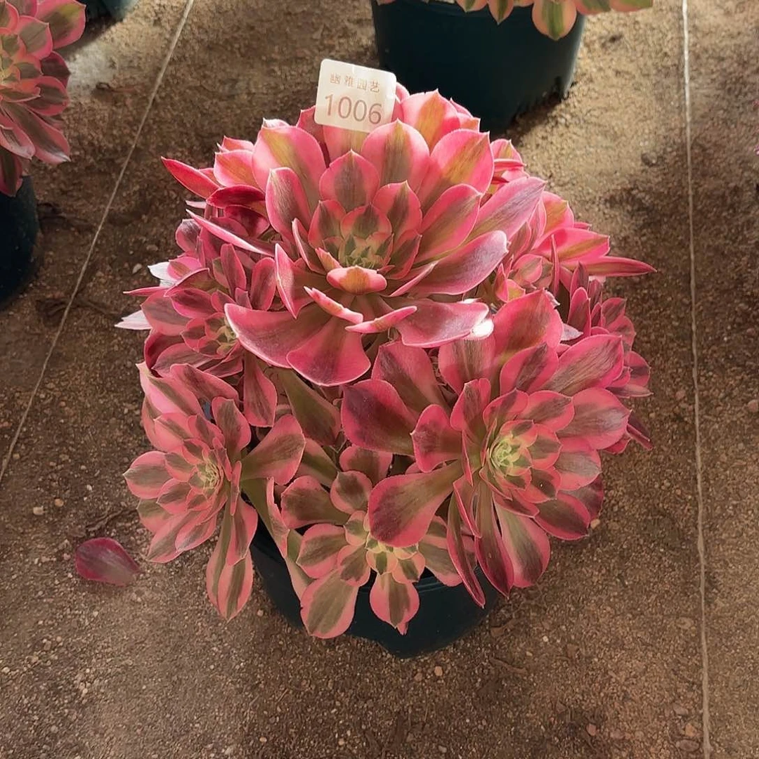 多肉法师粉女郎1006