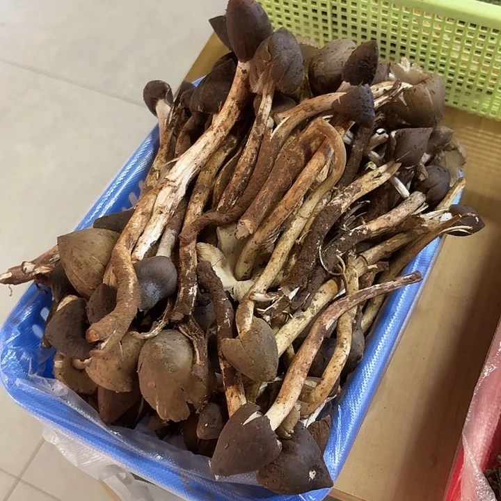 *****南华……………………………………中国大陆
