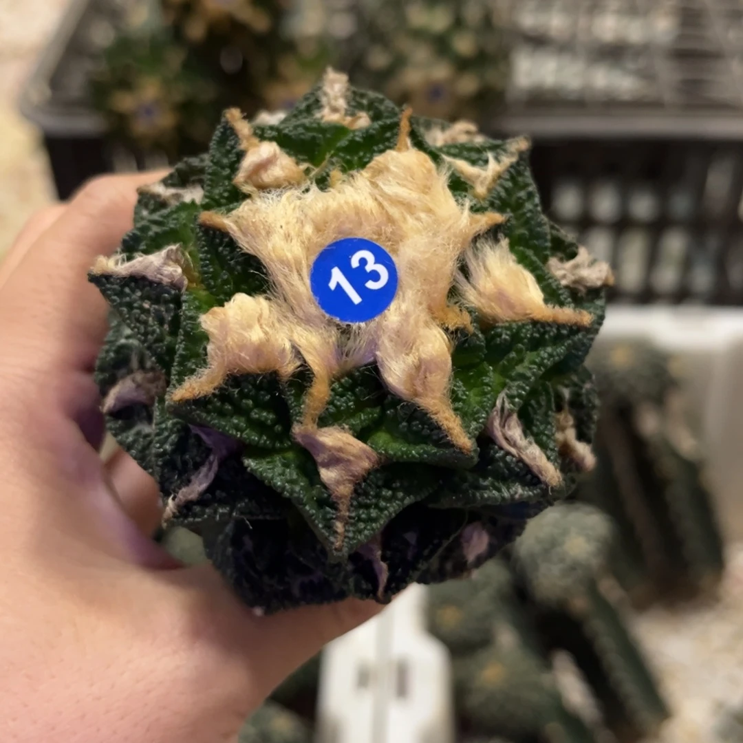 7.2公分辛顿仙人球福利出