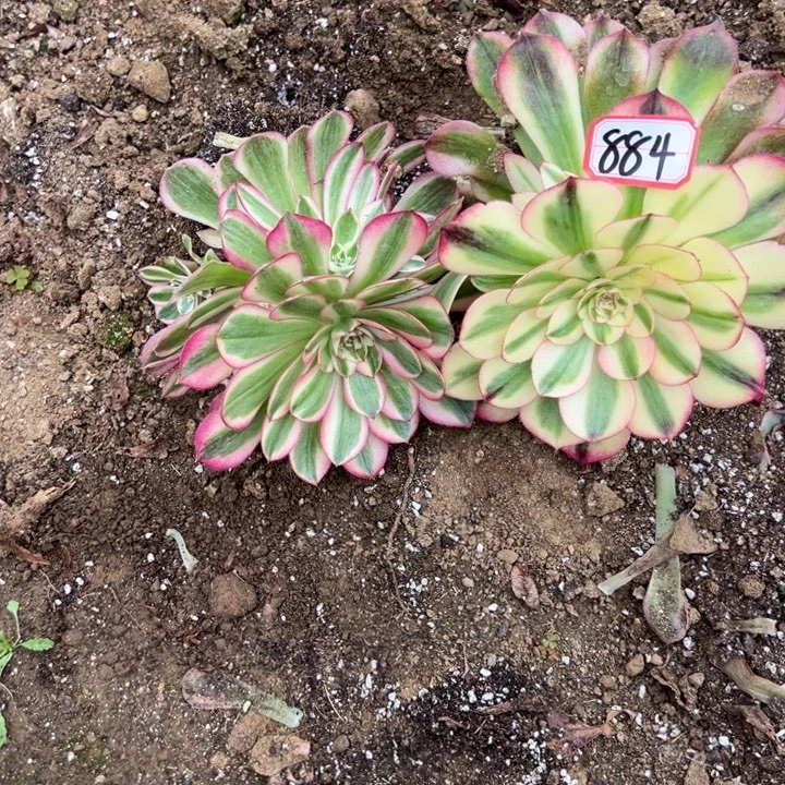 多肉植物884不售后