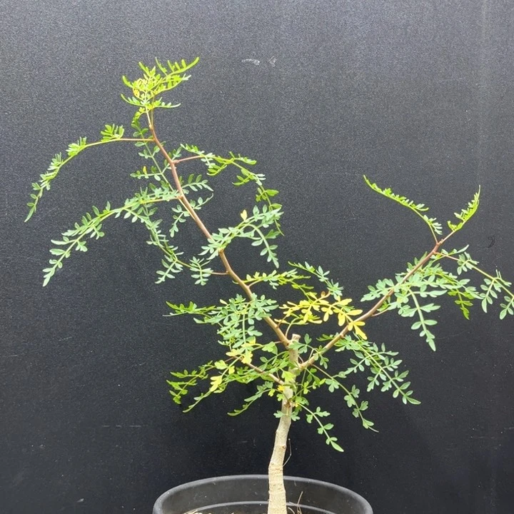 十字裂榄11111111111