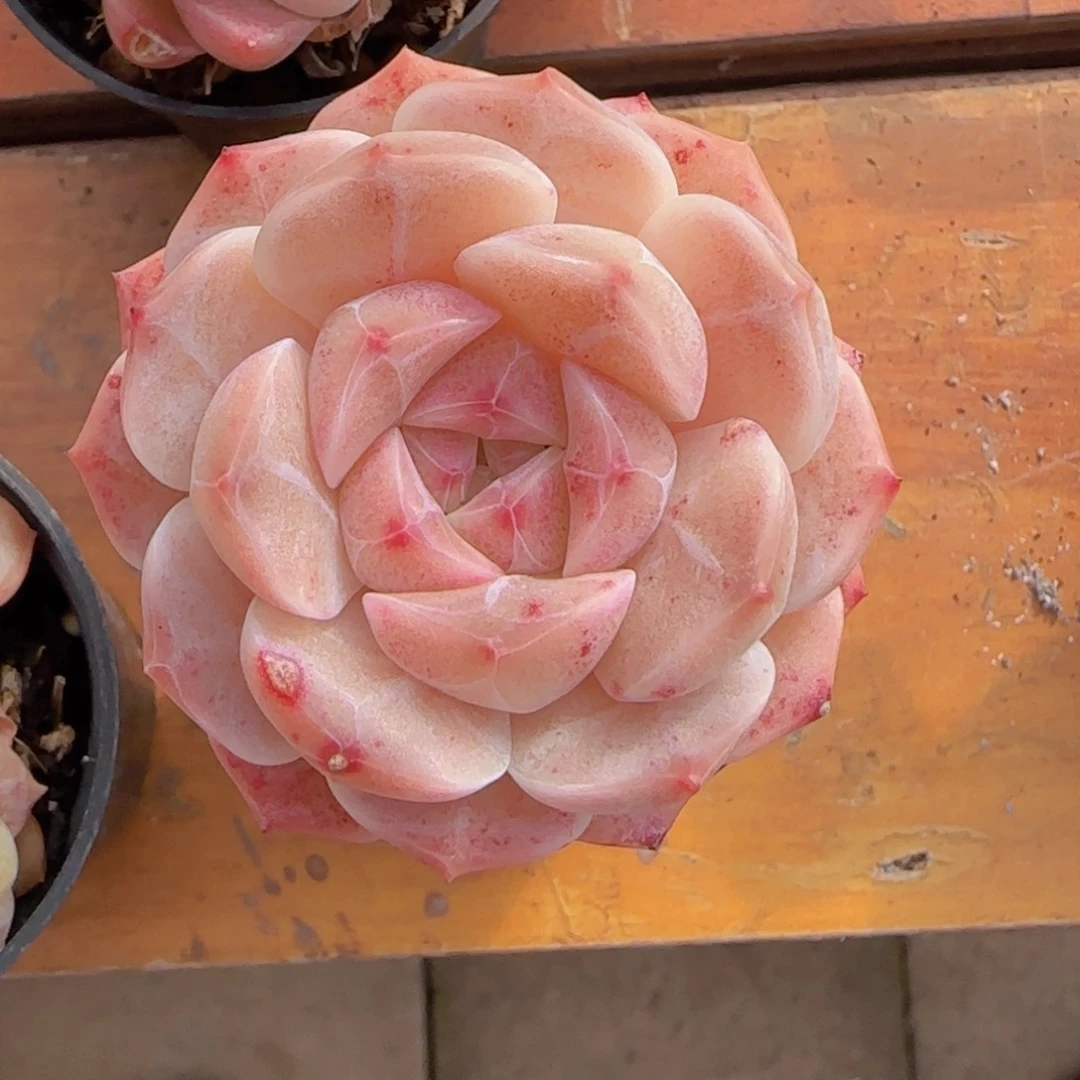 燚*珍妮冰魄优选一颗