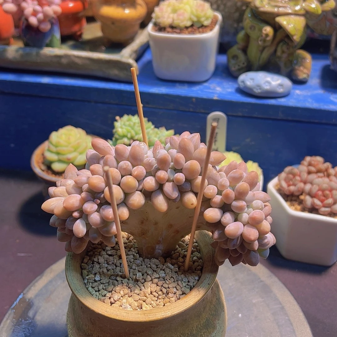 虎***战汤圆缀，裸根发货，