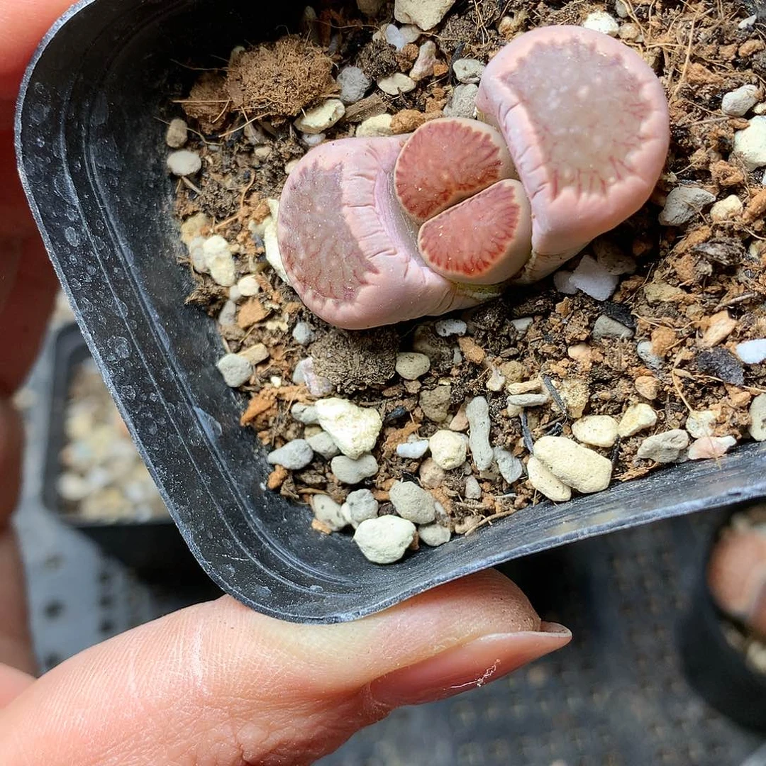 D43多肉植物保护研究所