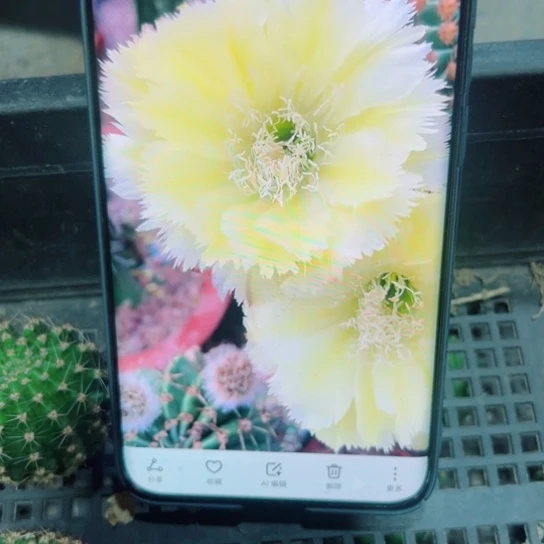下45彩草梨花洛歪无根侧芽3一4公分左右20包邮