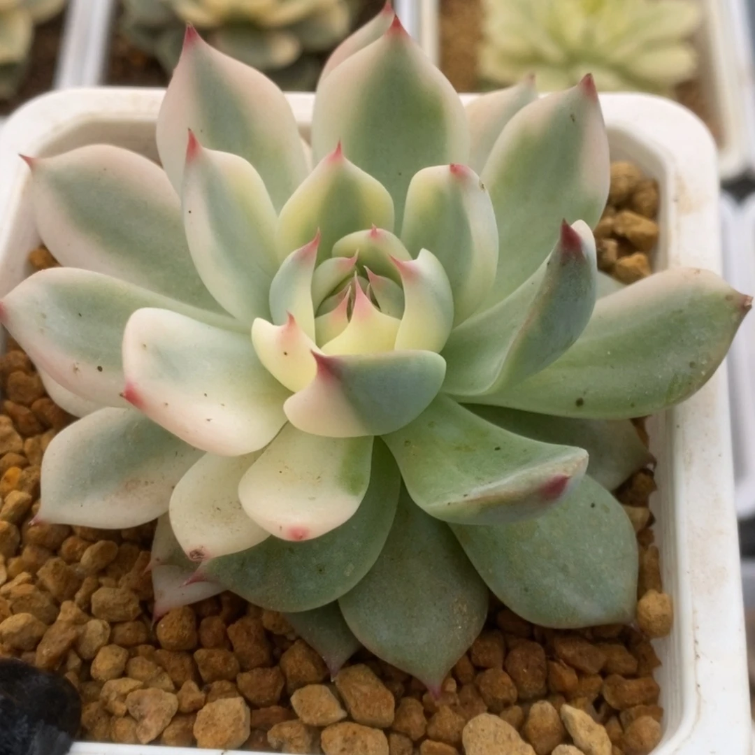 571锦锦锦锦锦锦锦锦