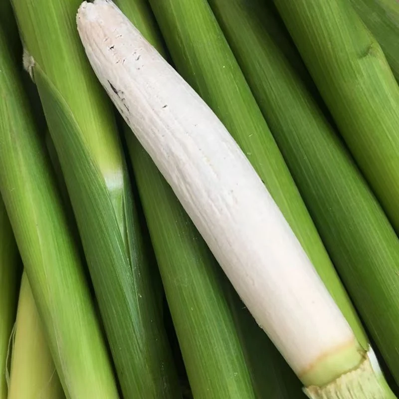 【高粱乌米种子】四季种植盆栽地栽阳台小院种植