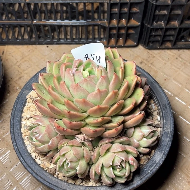 854//////////////////